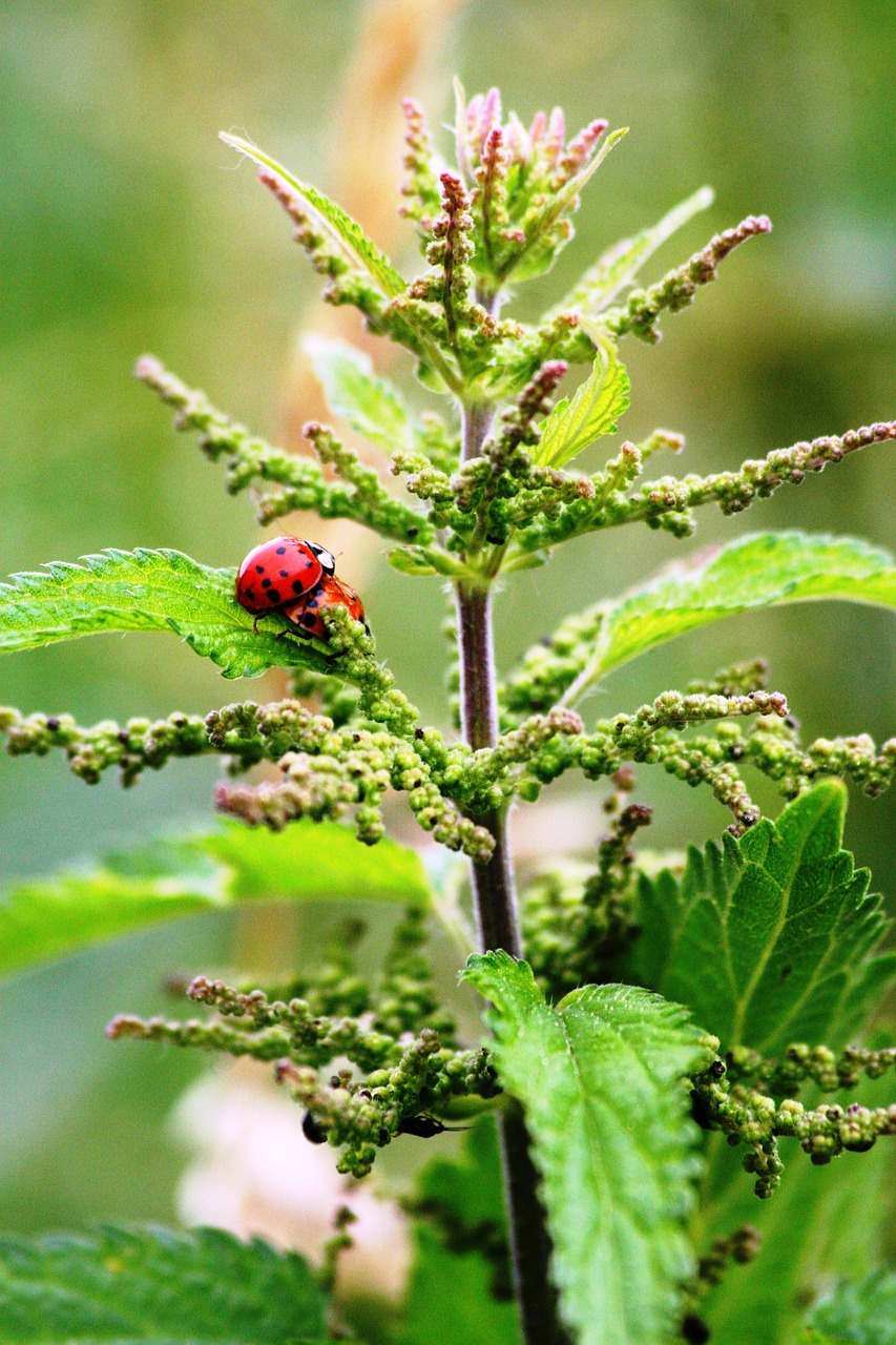 Are Stinging Nettles The New Superfood And How Do You Get Them Into Your Diet