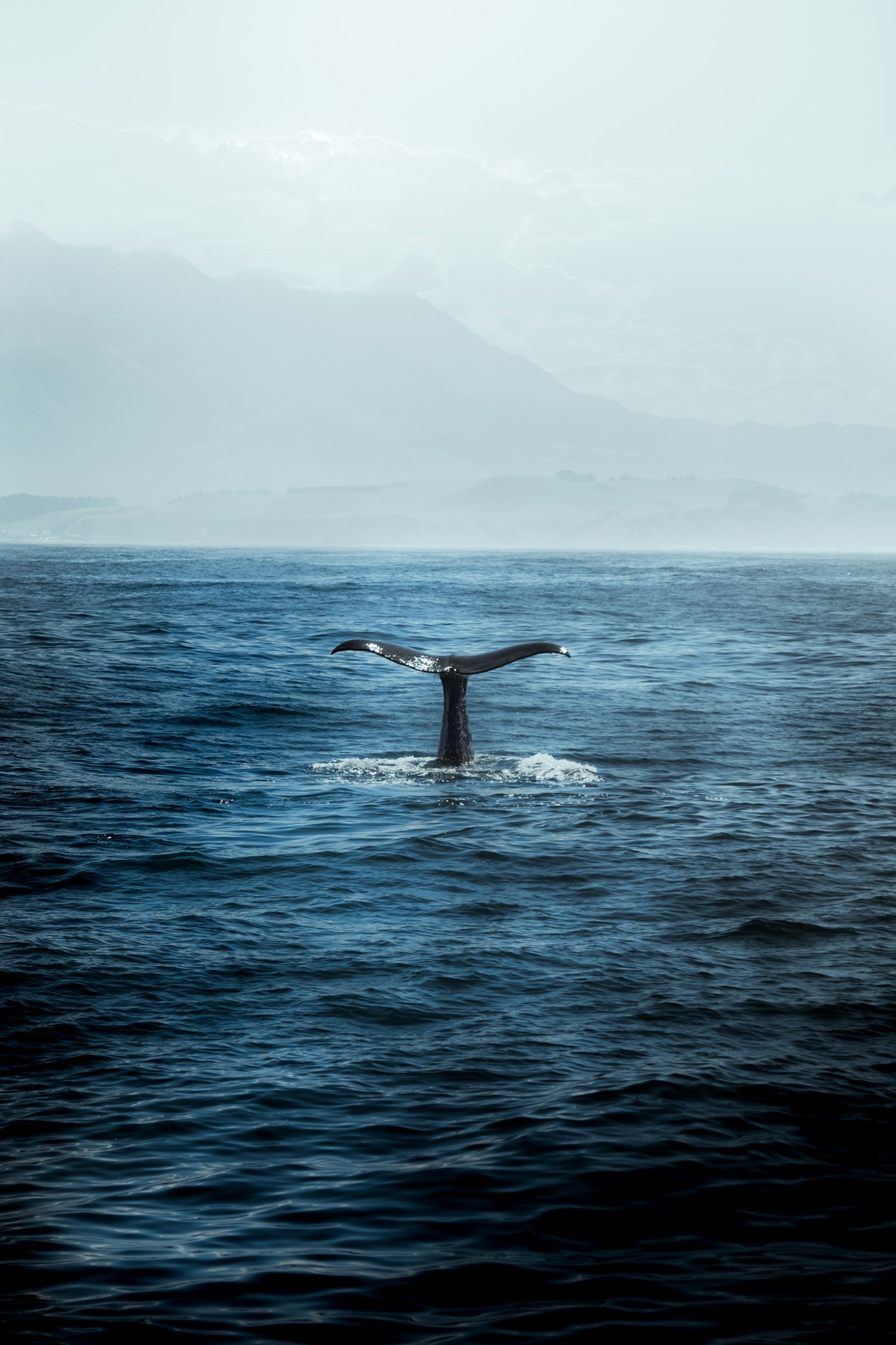 6 Simple Ways to Unwind on a Vacation Whale Watching