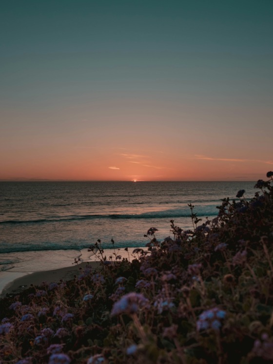 What Is the Superbloom Phenomenon and How Can You See It?