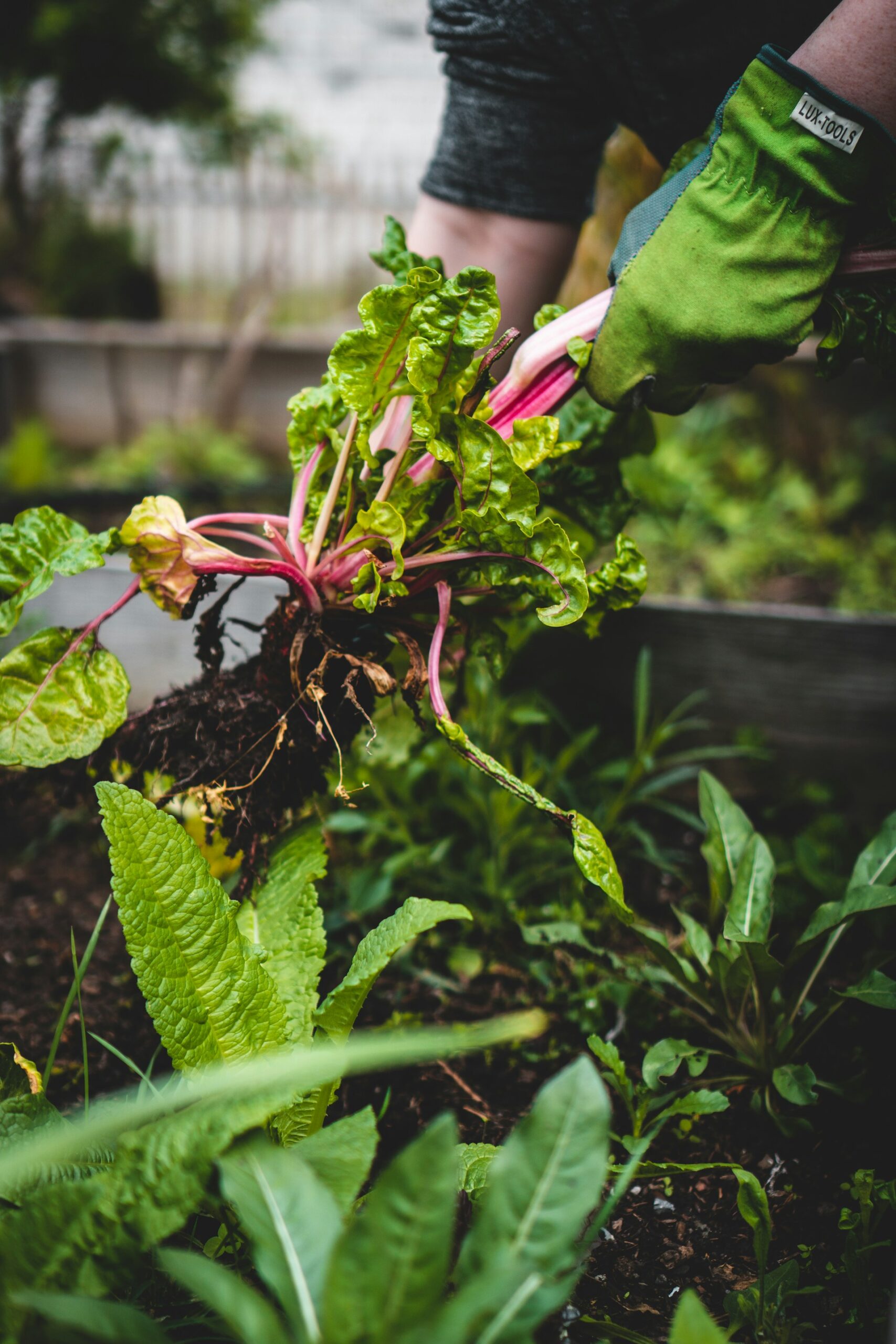 How to Create a Year-Round Kitchen Garden at Home